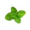 Mint leaves