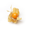 Physalis