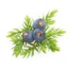 Juniper berries