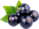 Cocktail blackberry